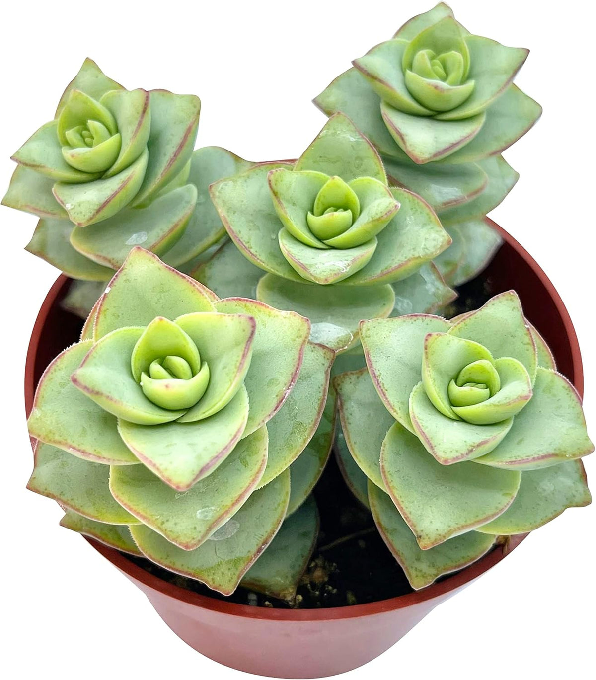 Live Succulent 4" Crassula Perforata Ivory Towers, Succulents Plants Live Fully Rooted House Plant