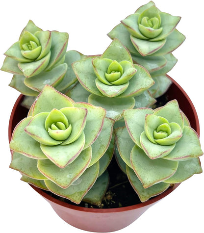 Live Succulent 4" Crassula Perforata Ivory Towers, Succulents Plants Live Fully Rooted House Plant