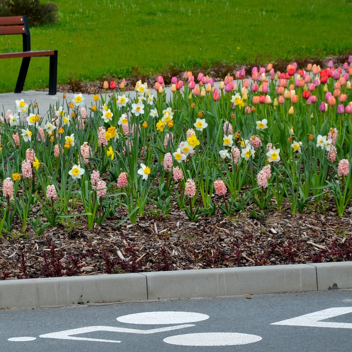 Complete Spring Flower Bulb Garden – Mixed Tulips, Daffodils & Hyacinths – 75 Bulk Bulbs for