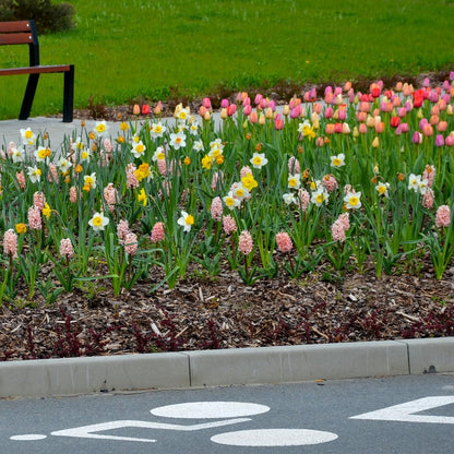 Complete Spring Flower Bulb Garden – Mixed Tulips, Daffodils & Hyacinths – 75 Bulk Bulbs for
