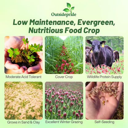 Outsidepride Crimson Clover Seeds - 1/4 lbs. Annual, Nitrocoated, & Inoculated Ground Cover Seeds