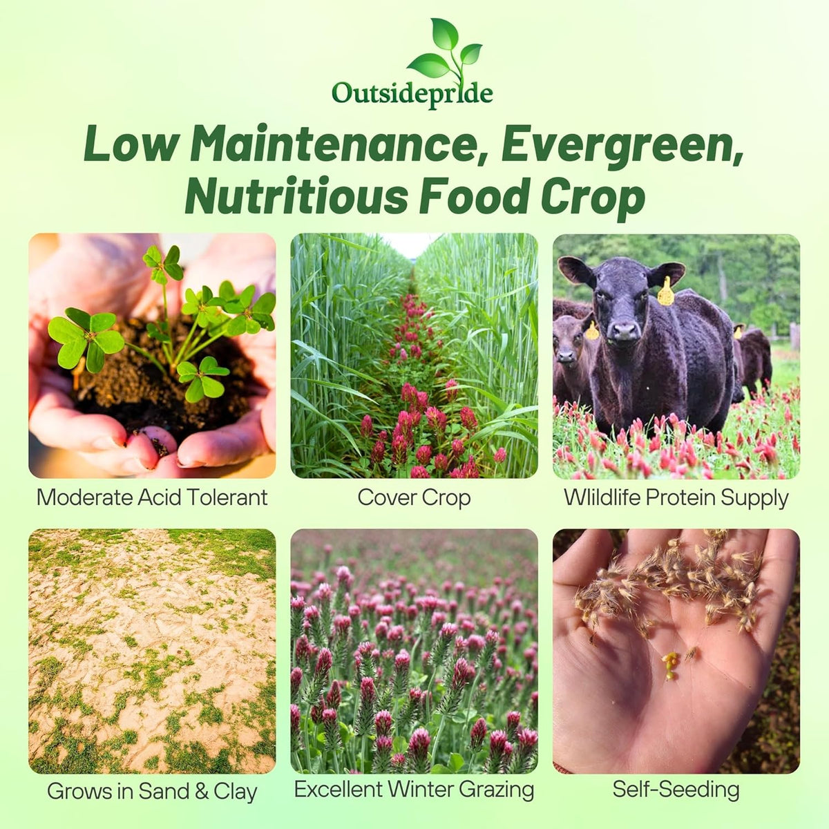 Outsidepride Crimson Clover Seeds - 5 lbs. Annual, Nitrocoated, & Inoculated Ground Cover Seeds