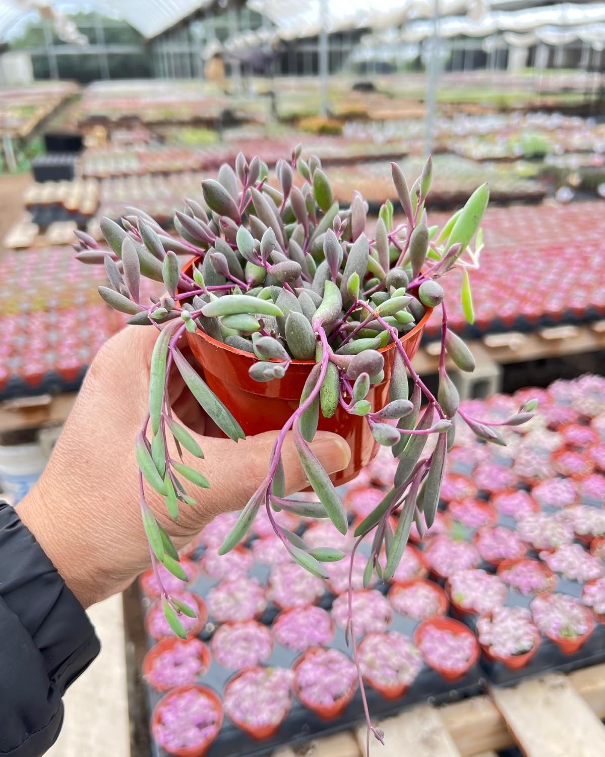 Live Succulents Othonna Capensis Ruby Necklace (4-inch), Succulent Plants Fully Rooted in Pots with