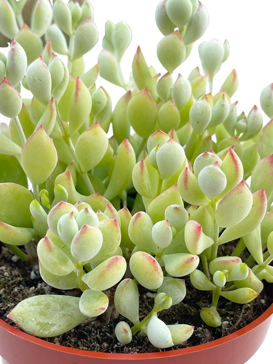 Live Succulent 4" Cotyledon Pendens Cliff Hanger, Succulents Plants Live Fully Rooted House Plant