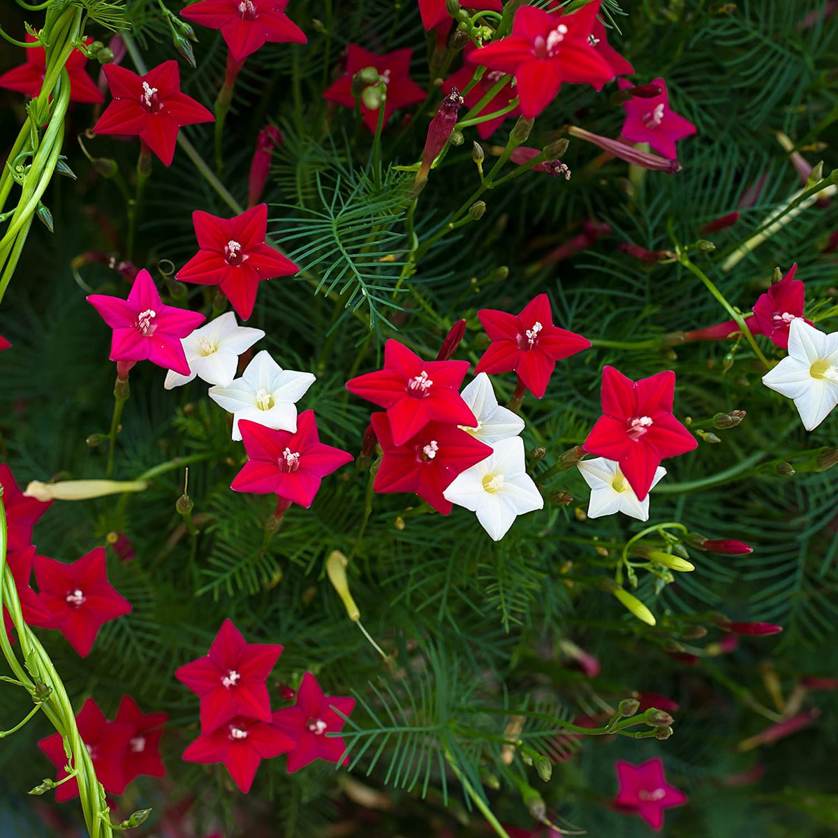Outsidepride Mixed Cypress Vine Seeds - 100 Pcs Annual Flower Seeds with Nectar-Rich, Star-Shaped