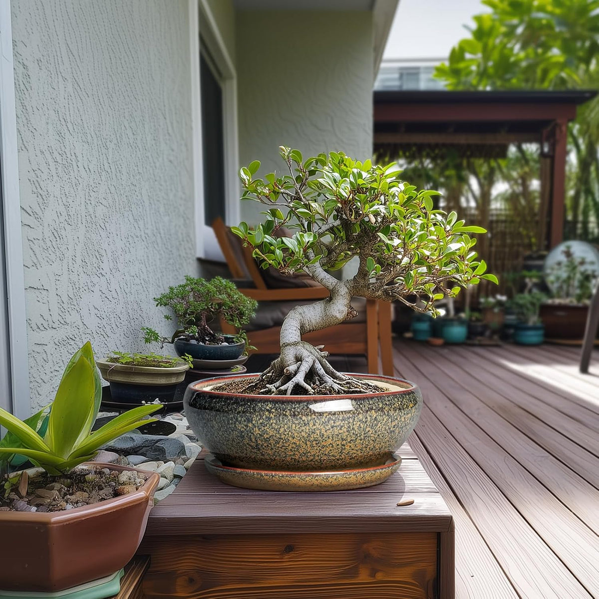 SQOWL Bonsai Planter - 10 Inch Ceramic Succulent Pots, Shallow Plant Pot Indoor with Drainage Hole