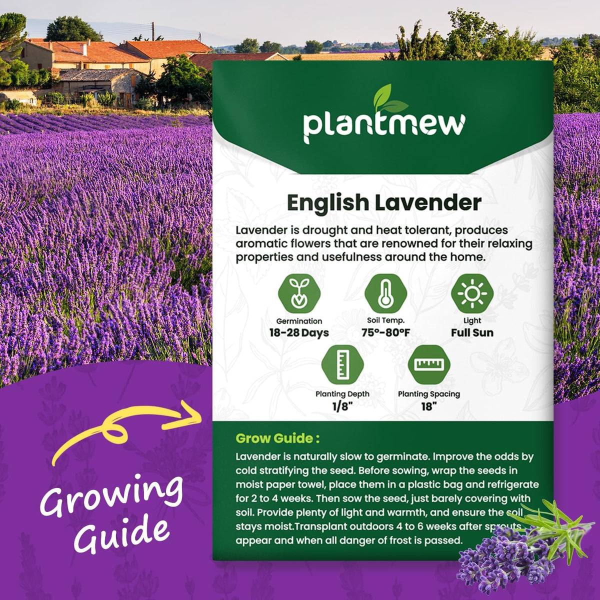 English Lavender Seeds for Planting - 1500+ Heirloom, Non-GMO Seeds - High Germination, Fragrant