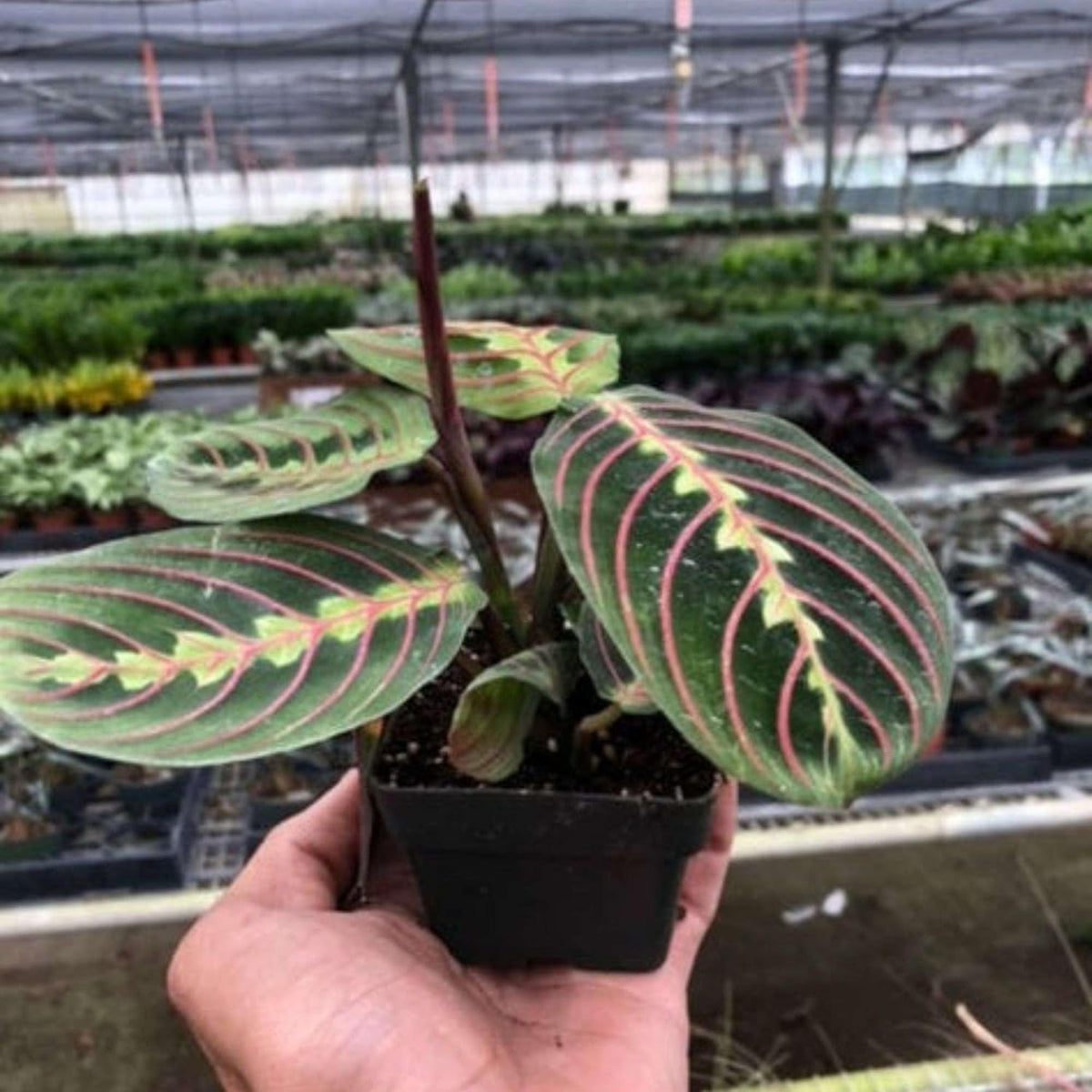 Maranta Red Prayer Live Plant for Indoor | Different Houseplants in 3'' Pot | Real House Plant for