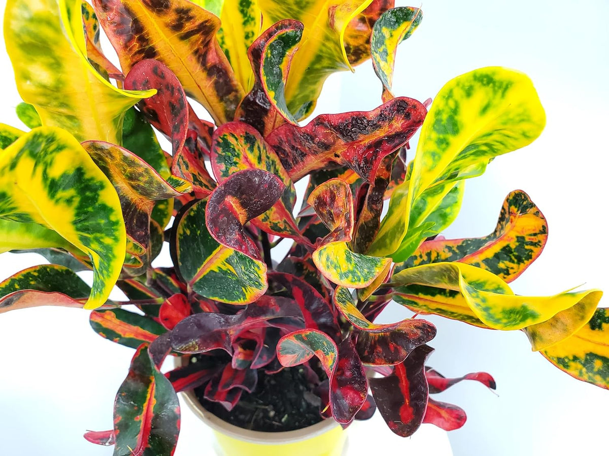 Croton Mammy - 16" to 20" Overall Height - Live Variegated Plant - Tropical Plants of Florida