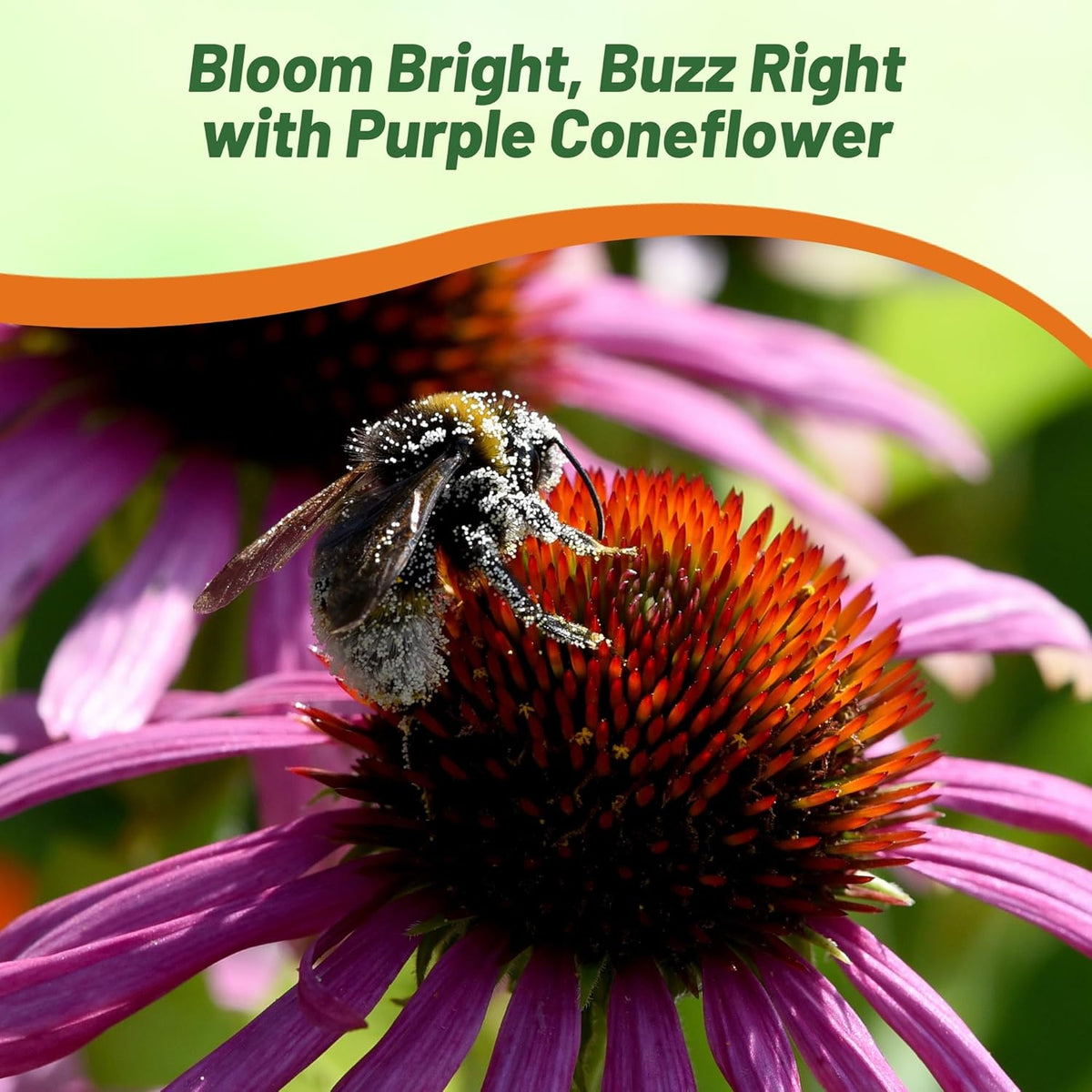 Outsidepride Purple Echinacea Coneflower Seeds - 5 lbs Perennial, Deer-Proof & Drought Tolerant