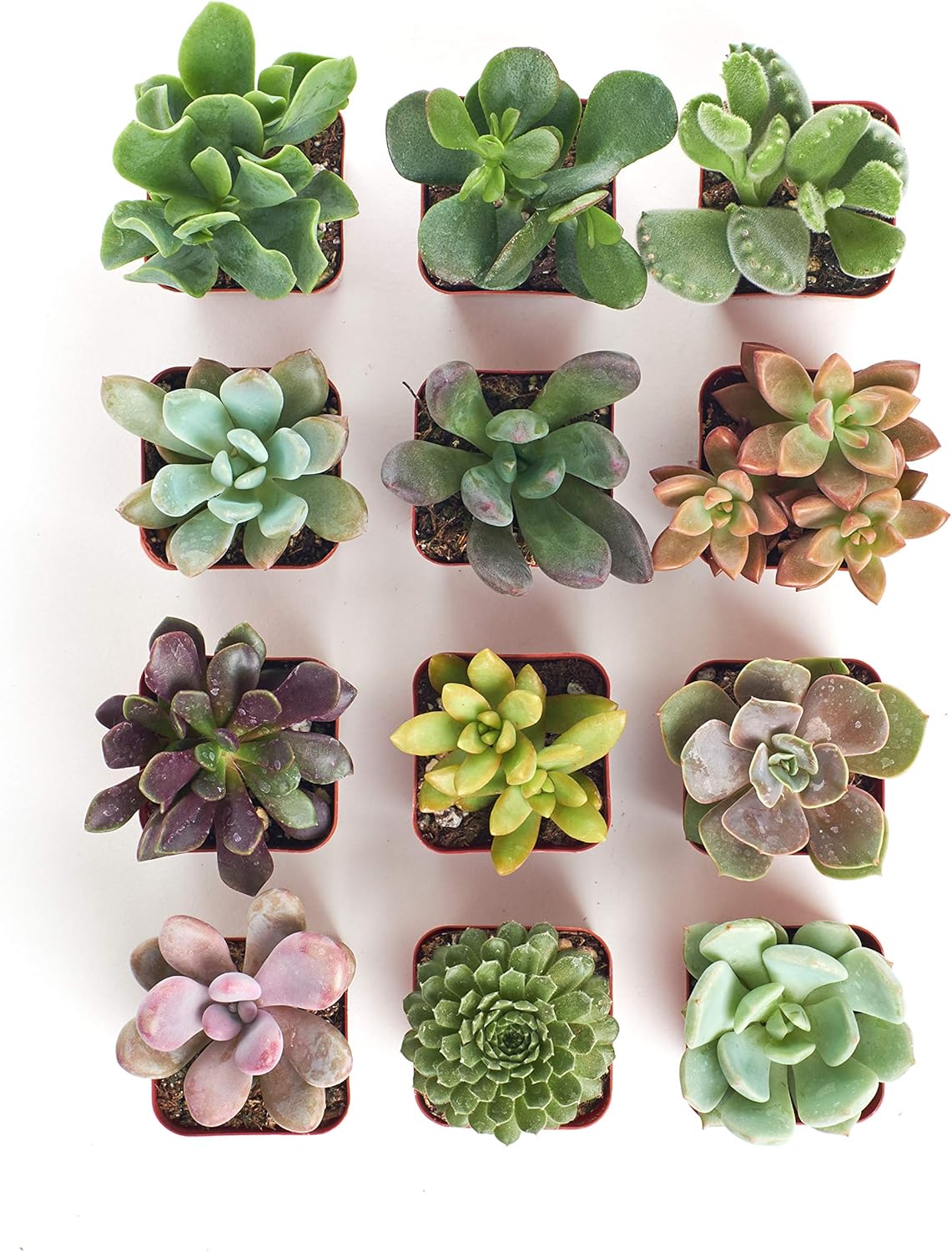 Shop Succulents Unique Succulent Plant Pack Collection - Live Mini Succulent Plants, Low