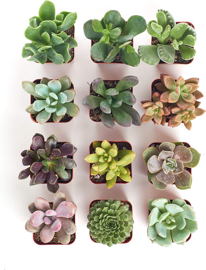 Shop Succulents Unique Succulent Plant Pack Collection - Live Mini Succulent Plants, Low
