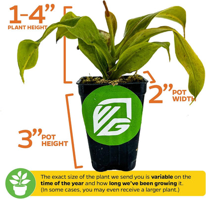 St. Gaya Pitcher Plant - Carnivorous Nepenthes by Wellspring Gardens - Unique Pitchers, Easy-Care