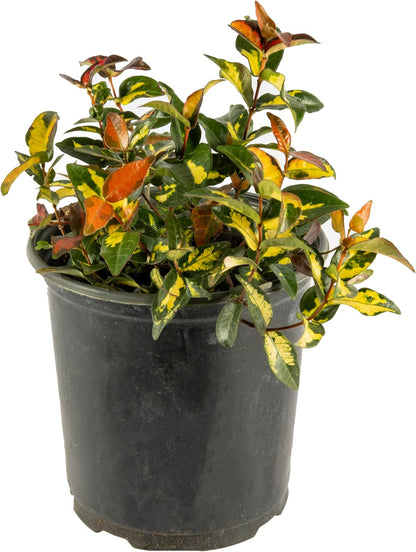 American Plant Exchange Summer Sunset Jasmine – 6-Inch with Pot – Live Fragrant Flowering Vine