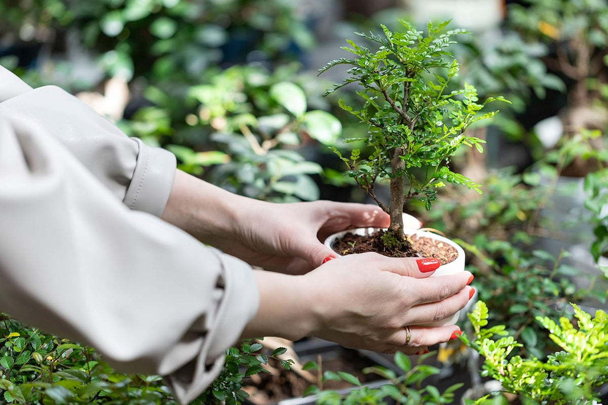 Leaves and Soul Bonsai Fertilizer Pellets |18-6-8 Slow Release Pellets for Seedlings, Mature
