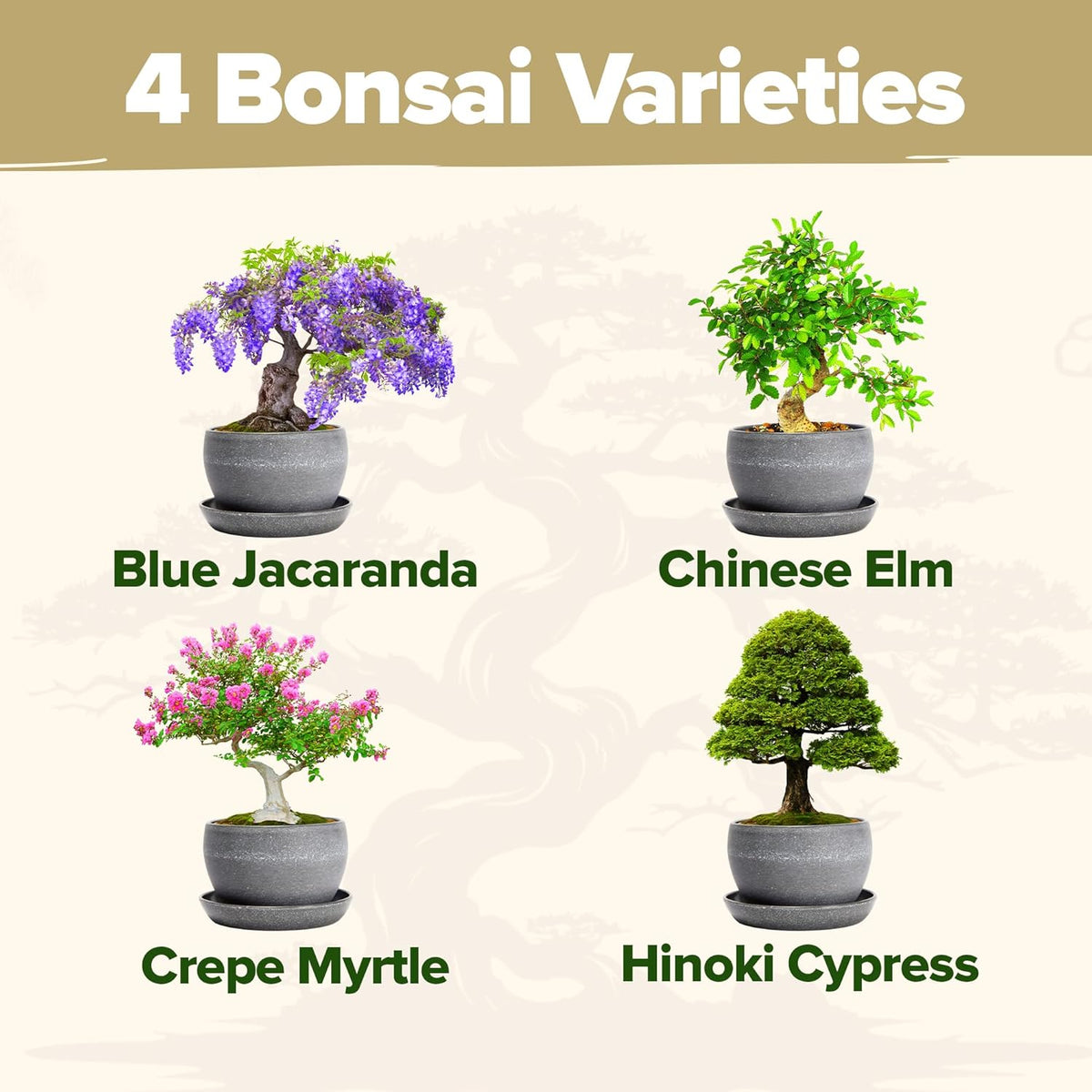 HOME GROWN Bonsai Tree Kit – Grow 4 Bonsai Types Indoors with Complete Starter Kit Including Pots