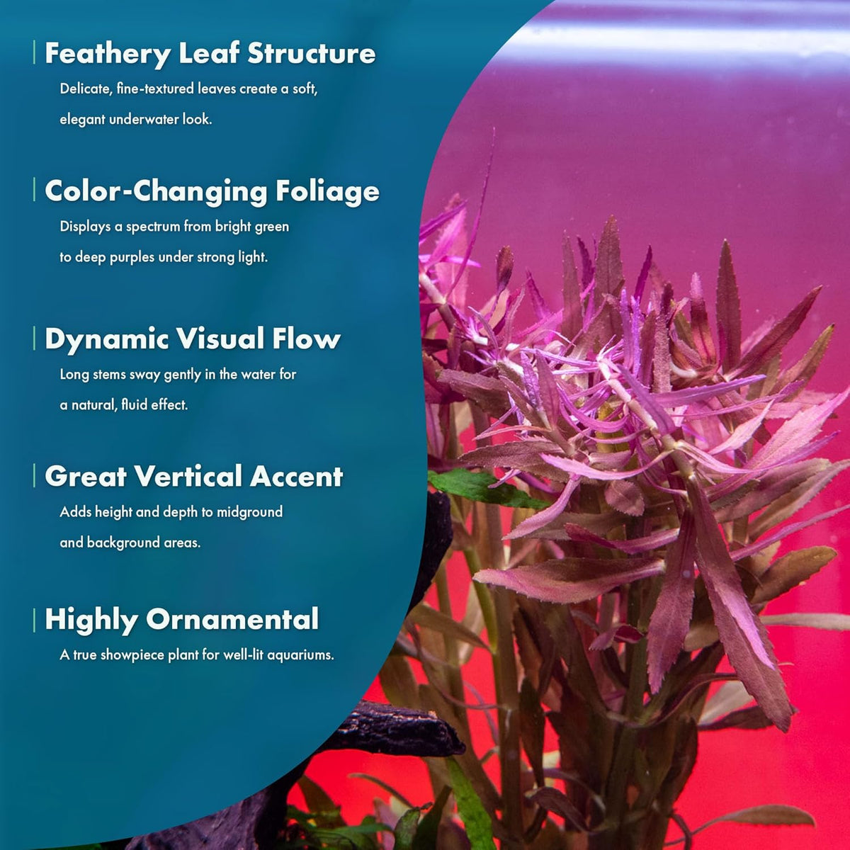 SubstrateSource Live Aquarium Stem Plants - Freshwater Aquatic Plant for Fish Tanks, Aquascaping