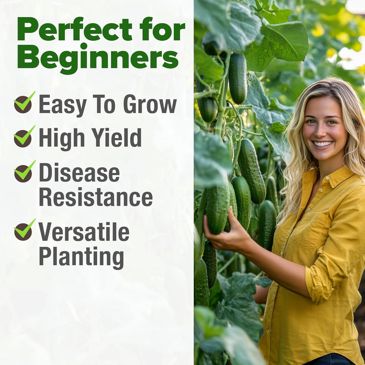 HOME GROWN 𝗨𝗦𝗔 𝗣𝗥𝗘𝗠𝗜𝗨𝗠 Organic Cucumber Seeds - 200 Marketmore Heirloom 𝗡𝗢𝗡-𝗚𝗠𝗢
