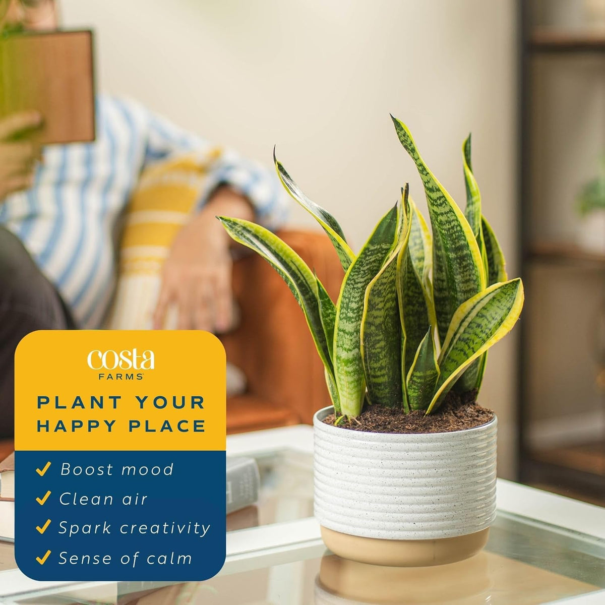 Costa Farms Snake, Sansevieria White-Natural Decor Planter Live Indoor Plant, 12-Inch Tall