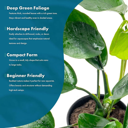 SubstrateSource Anubias Live Aquarium Plants - Anubias Nana Tropica (Anubias barteri Nana) - Low