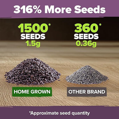 HOME GROWN 𝗨𝗦𝗔 𝗣𝗥𝗘𝗠𝗜𝗨𝗠 English Lavender Seeds 1,500+ 𝗡𝗢𝗡-𝗚𝗠𝗢 Wildflower Seed for