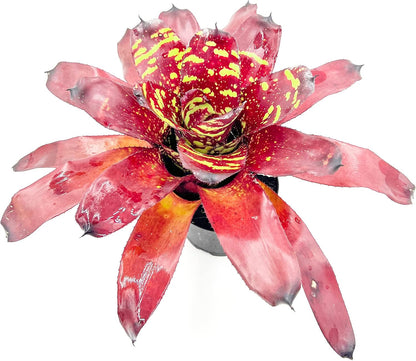 ragnaroc Live Plants - Bromeliad Neoregelia 'Green Eye', 16" Wide and 12" Tall in 6" Pot - 1ct