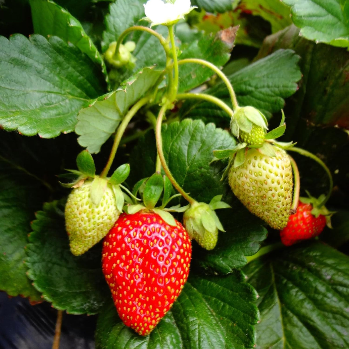 Everbearing Strawberry Plants - Harvest Strawberries Two to Three Times Per Year! Bare Root