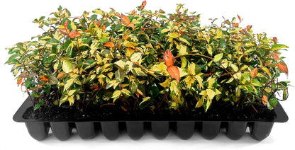 Jasmine Summer Sunset - 60 Live Plants - Trachelospermum Asiaticum - Colorful Groundcover Vine