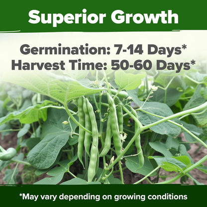 HOME GROWN Contender Bush Seeds - 56 𝗡𝗢𝗡-𝗚𝗠𝗢 𝗨𝗦𝗔-𝗦𝗢𝗨𝗥𝗖𝗘𝗗, Heirloom Green Beans for
