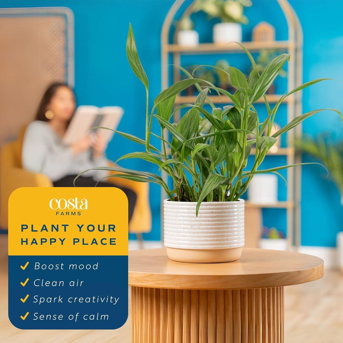 Costa Farms Pothos Assortment (Baltic Blue, Amplissimum, Golden Pothos)