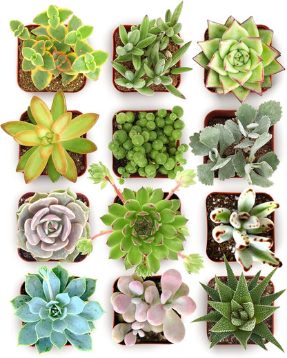 Shop Succulents Collectors Succulent Plant Pack Collection - Live Mini Succulent Plants, Low