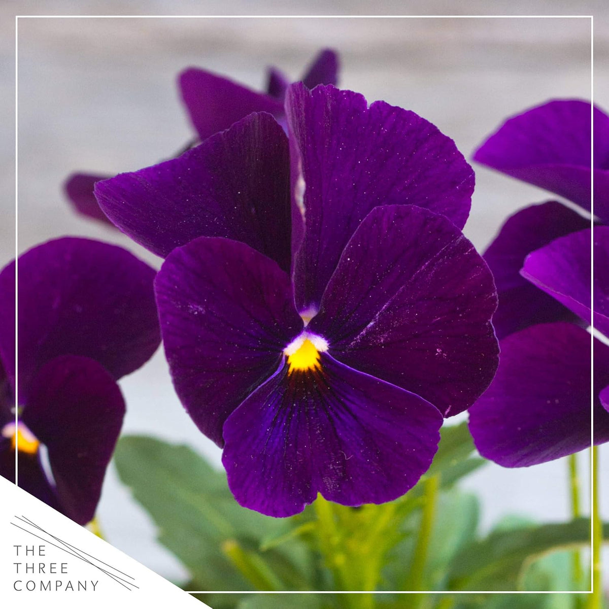 Live Healthy Flowering Pansies - Purple (4 Plants Per Pack), Beautiful Fall Color, 6" Tall by 4"