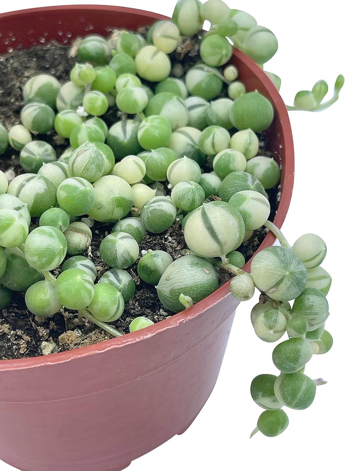 Live Succulent 4" Variegated String of Pearls, Succulents Plants Live, Succulent Plants Fully