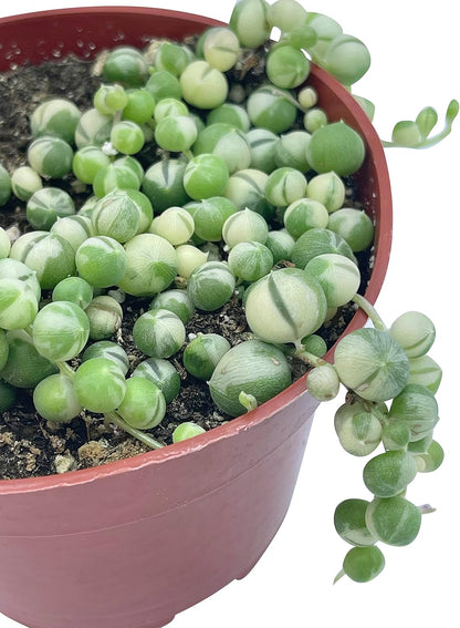 Live Succulent 4" Variegated String of Pearls, Succulents Plants Live, Succulent Plants Fully