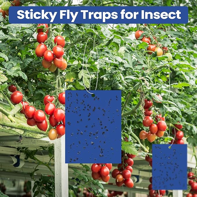 Qualirey 100 Pcs 6 x 8 Inch Sticky Traps for Gnats Dual Sided Fruit Fly Sticky Traps for Indoor and