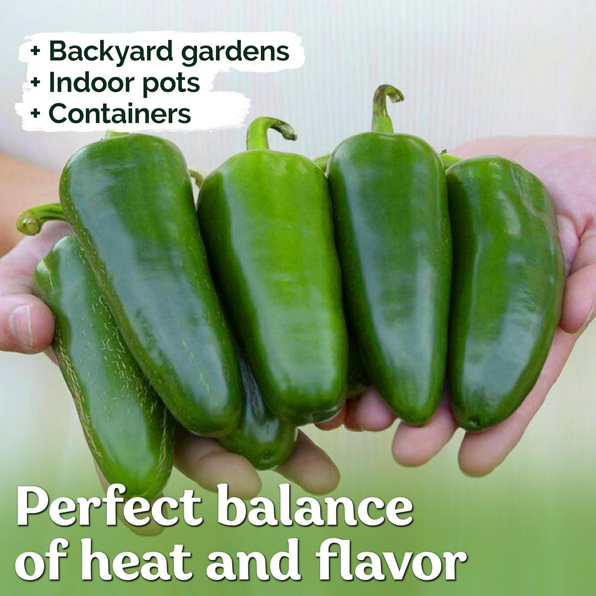KVITER 100 Grande Jumbo Jalapeno Seeds for Planting (Capsicum Annuum) – Ultimate Stuffer Heirloom