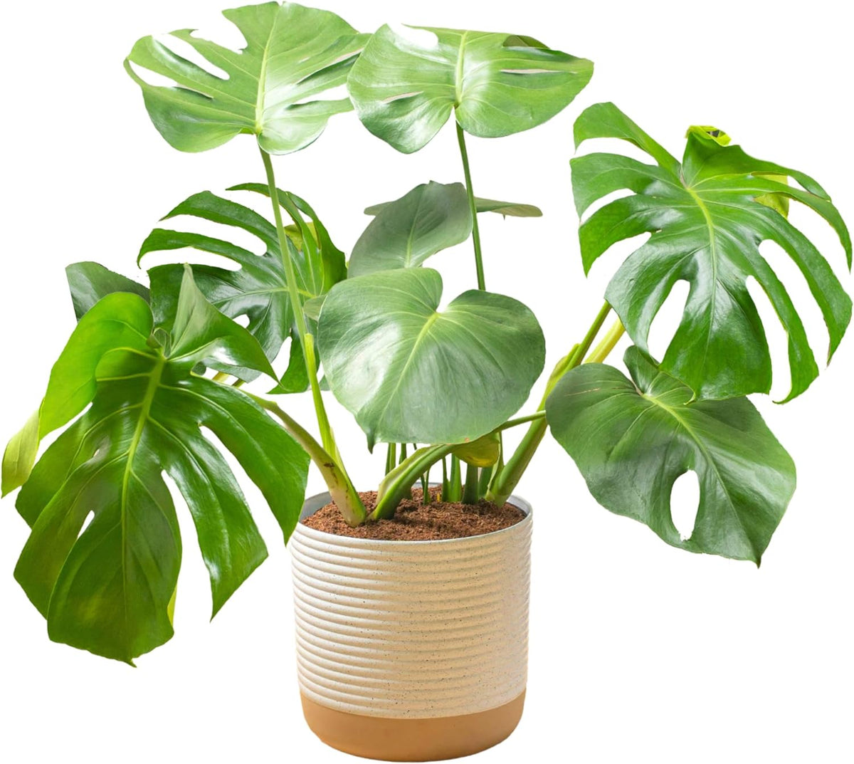 Costa Farms Monstera Swiss Cheese Plant, Live Indoor Plant, Easy to Grow Split Leaf Houseplant in