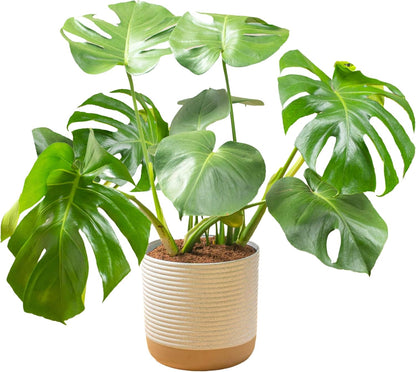 Costa Farms Monstera Swiss Cheese Plant, Live Indoor Plant, Easy to Grow Split Leaf Houseplant in
