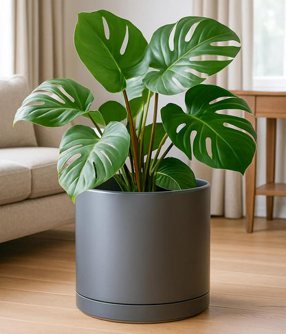D'vine Dev 14 Inch Ceramic Planter Pot with Drainage Hole and Saucer, Indoor Cylinder Round Planter