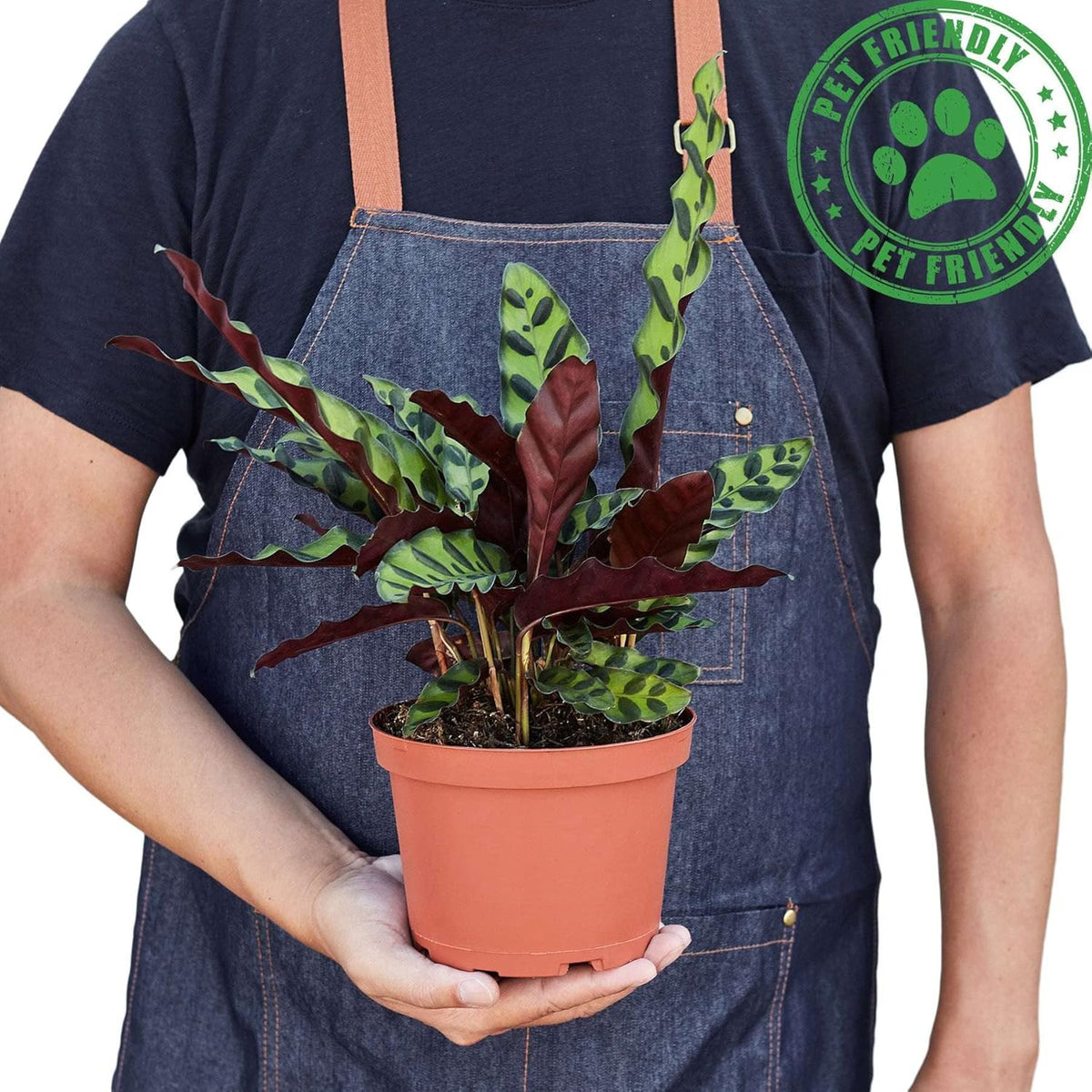 Calathea Lancifolia Rattlesnake Live Plant for Indoor | Different Houseplants in 4'' & 6'' Pot |