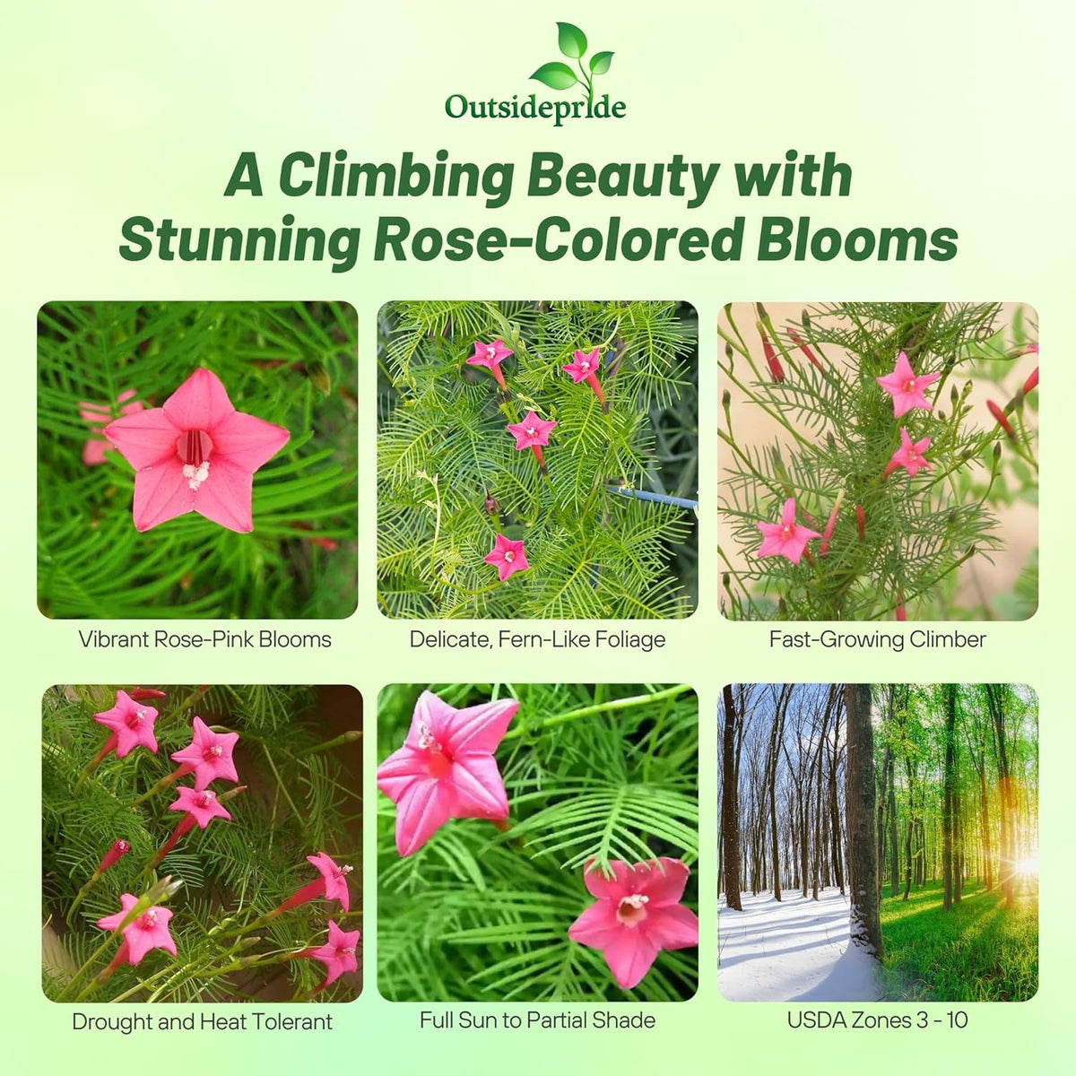 Outsidepride Rose Cypress Vine Seeds - 200 Pcs Annual Flower Seeds with Nectar-Rich, Star-Shaped