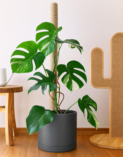 D'vine Dev 14 Inch Ceramic Planter Pot with Drainage Hole and Saucer, Indoor Cylinder Round Planter
