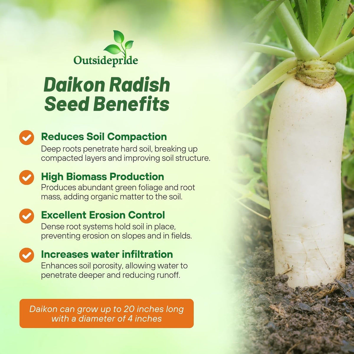 Outsidepride Annual Daikon Radish Seeds - 10 lbs. Chinese, Japanese, & Oriental Radish Seeds for
