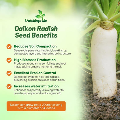 Outsidepride Annual Daikon Radish Seeds - 10 lbs. Chinese, Japanese, & Oriental Radish Seeds for