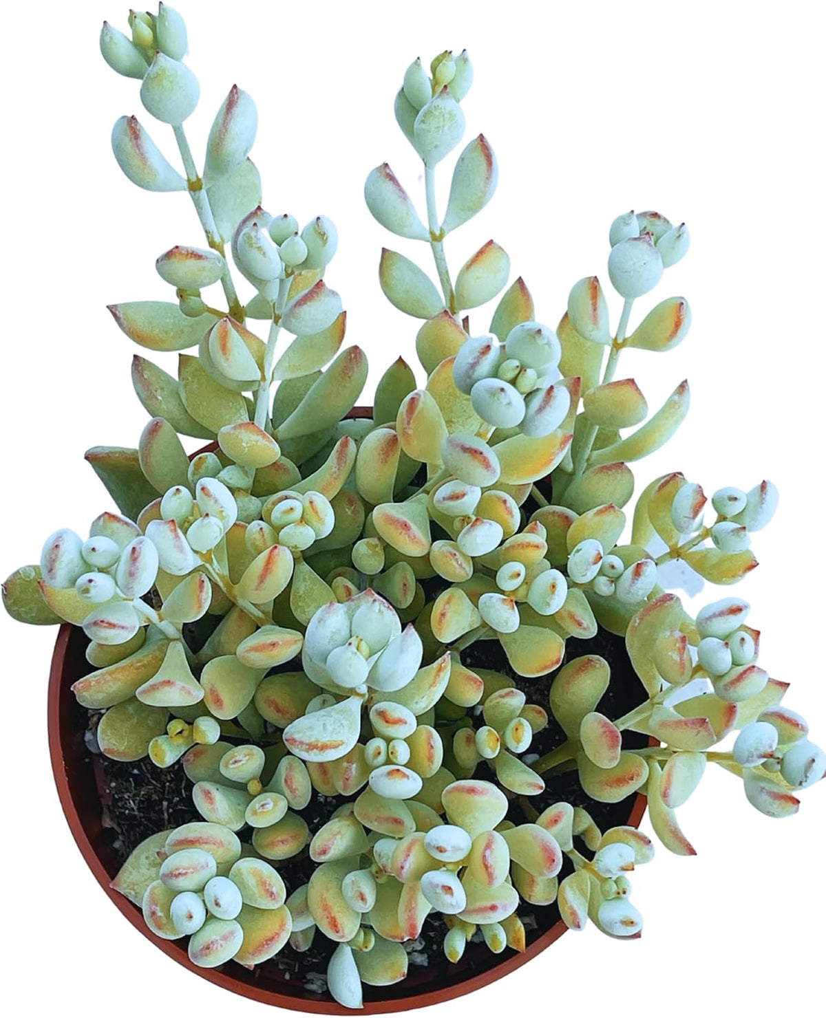 Live Succulent 4" Cotyledon Pendens Cliff Hanger, Succulents Plants Live Fully Rooted House Plant