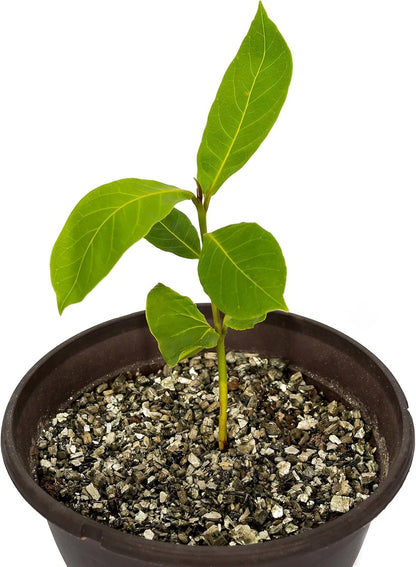 Gardenera Zamioculcas Potting Mix - Unlock Robust Growth and Striking Leaves with Our