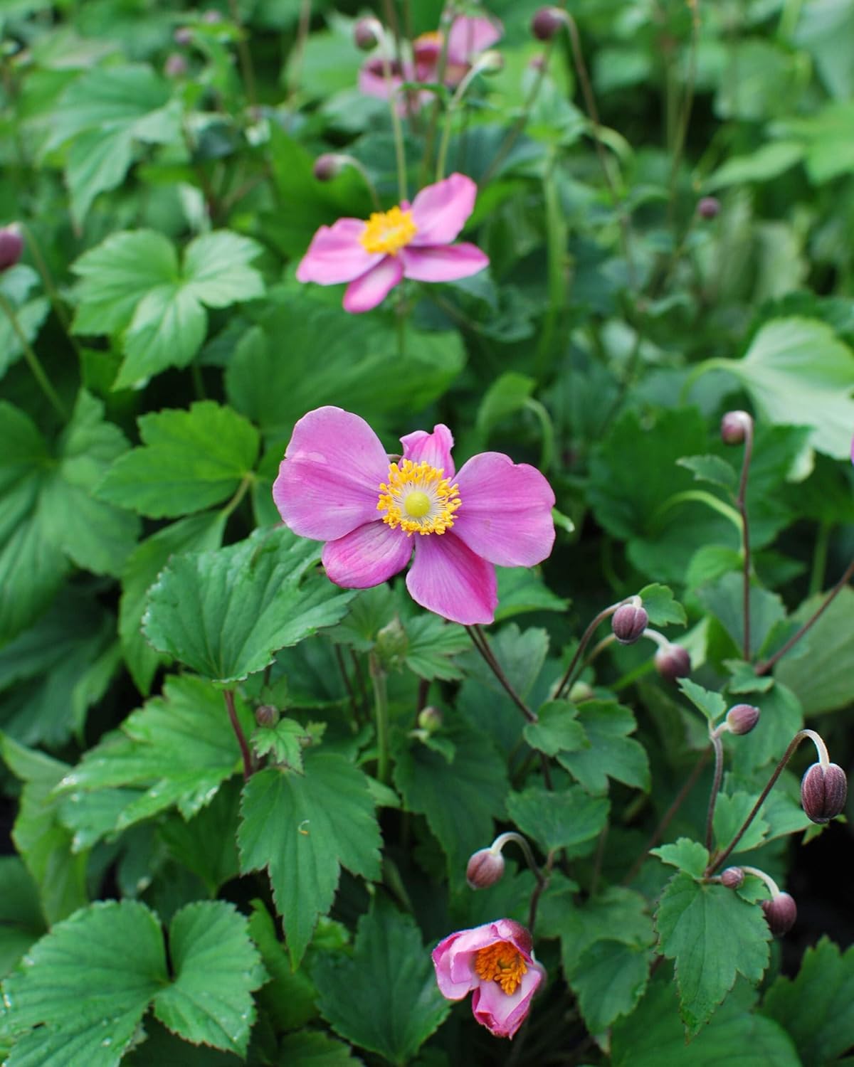 Perennial Farm Anemone x Hybrida Fantasy™ 'Red Riding Hood' – Live Windflower in #1 Container