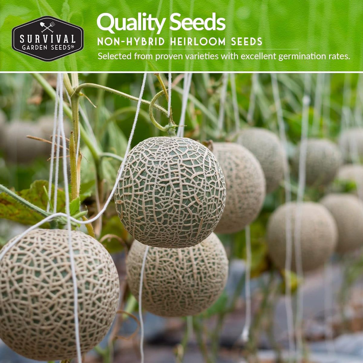 Melon Seeds Variety Pack – 6 Heirloom Cantaloupe, Honeydew & Watermelon Types for Planting – with