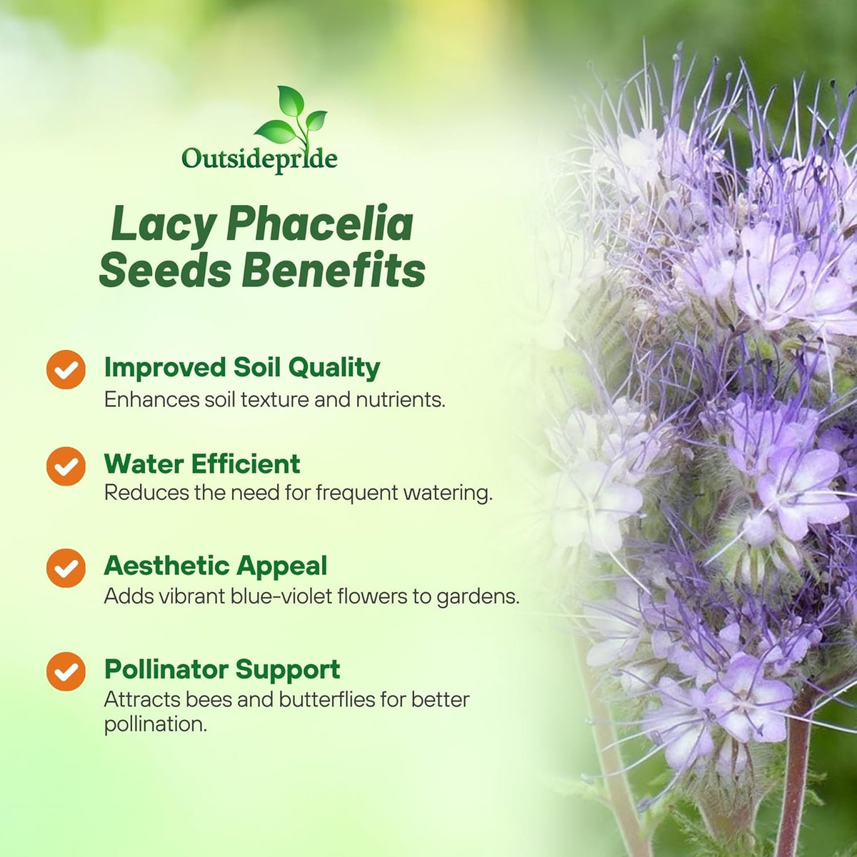 Outsidepride Lacy Phacelia Seeds for Planting - 1 Lb. Annual, Drought-Tolerant Wildflower Seeds