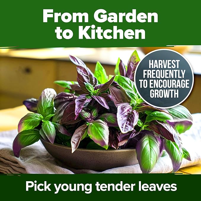 HOME GROWN Thai Basil Seeds Pack - 438 High Germination 𝗡𝗢𝗡-𝗚𝗠𝗢 𝗨𝗦𝗔 Heirloom Herb Seeds